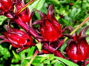 Bụp Giấm (Hibiscus) Và Những Lợi Ích