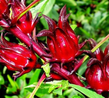 Bụp Giấm (Hibiscus) Và Những Lợi Ích