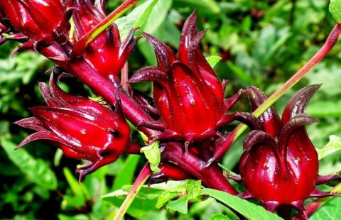 Bụp Giấm (Hibiscus) Và Những Lợi Ích