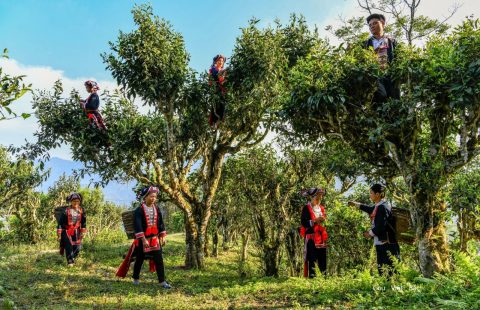 Trà Hữu Cơ Shan Tuyết Cổ Thụ